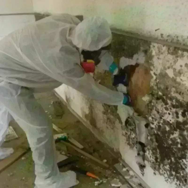 Mold Remediation and Removal in Orocovis Municipio, PR